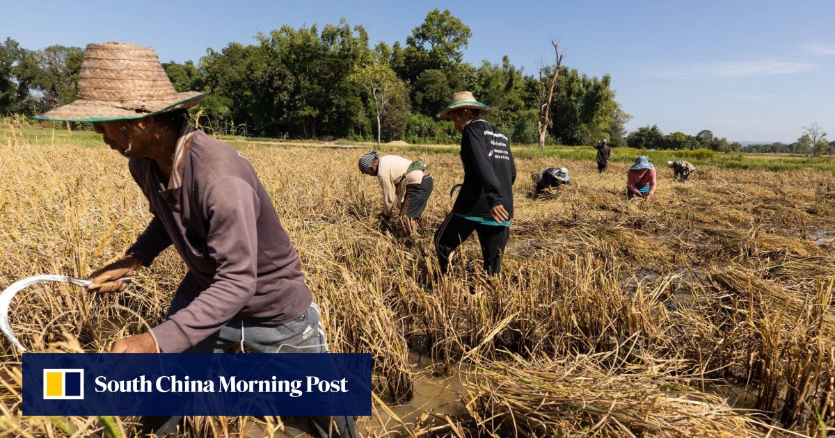Asia’s rice production hit by ‘very aggressive’ weedy varieties, with up to 80% of harvest loss