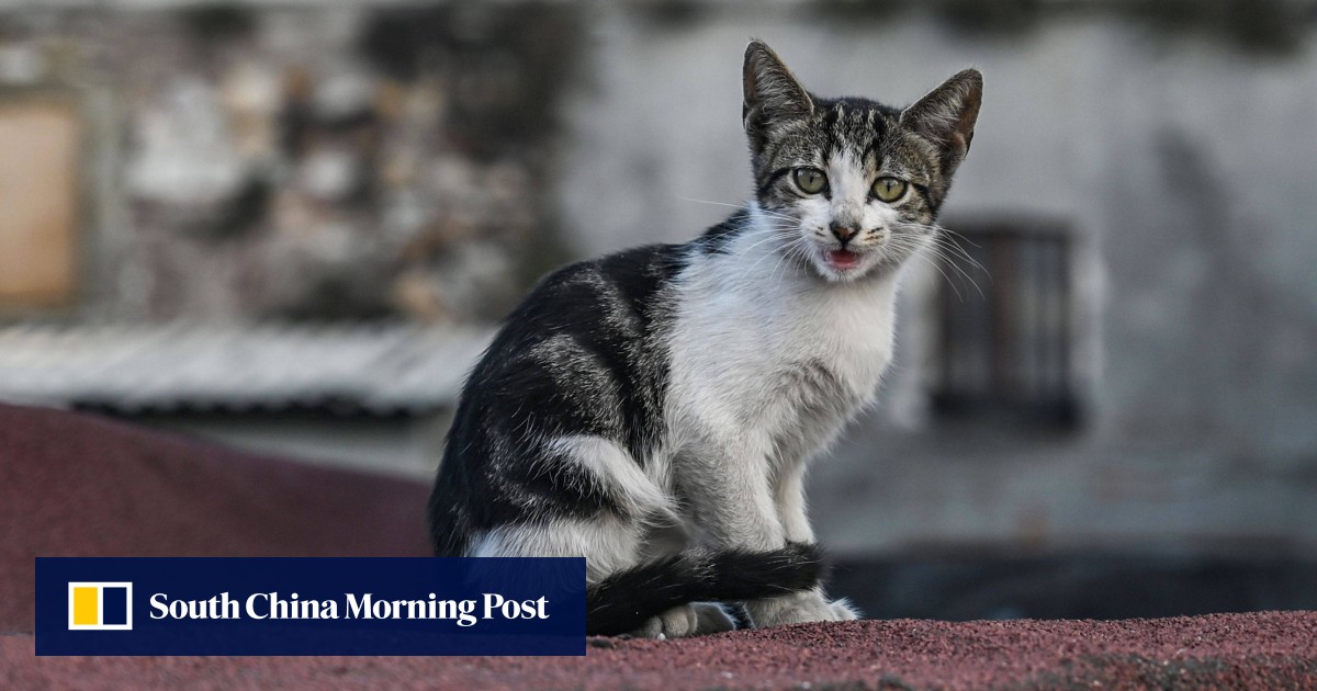 Petitions, protests, president Erdogan: Turks concerned over killing of stray cat Petitions, protests, president Erdogan: Turks concerned over killing of stray cat