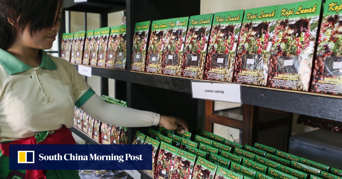 Bali tourists warned to avoid civet coffee as animals kept in cages and fed rotten berries