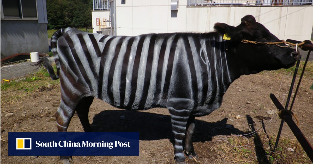 Japanese cows painted with zebra-like stripes to keep bloodsucking insects at bay