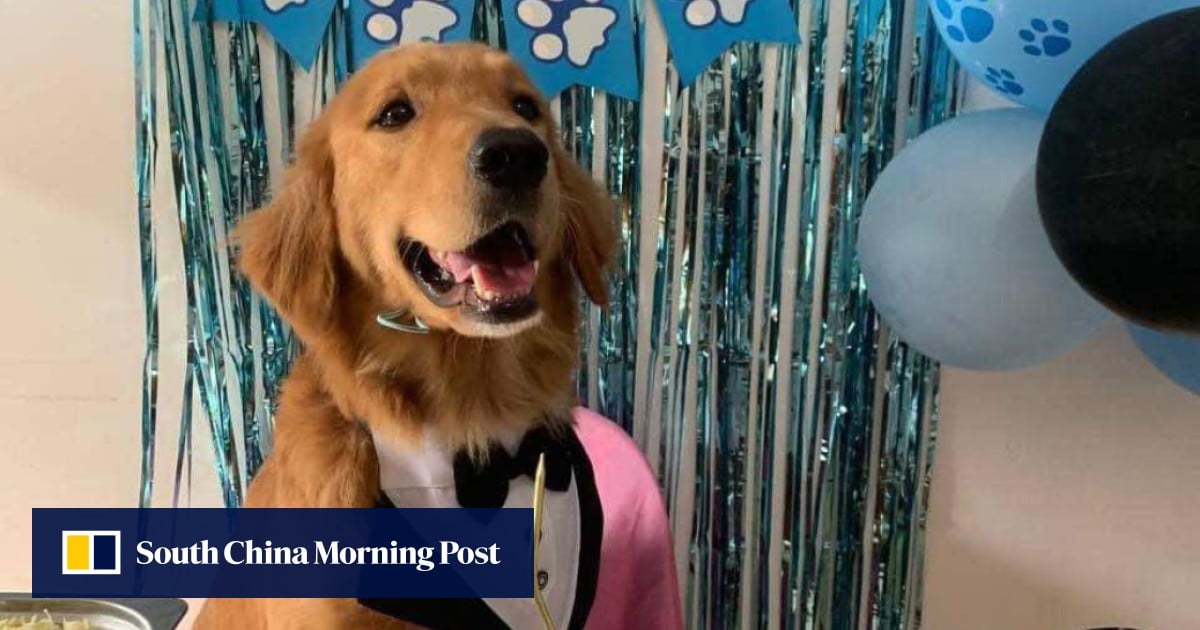 Dog killing Case In Philippines Sparks Anger Senate Debate For Tougher dog-killing-case-in-philippines-sparks-anger-senate-debate-for-tougher