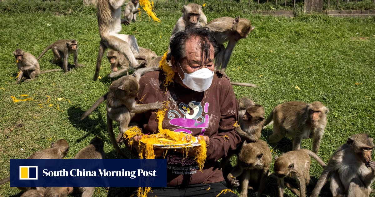 Thailand officials to cage urban macaques to ‘solve’ decade-old human-monkey conflict in Lopburi