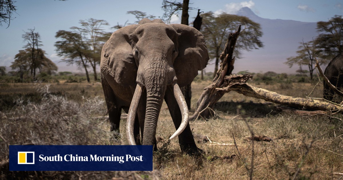 Charging elephant attacks safari vehicle, killing US tourist in Zambia