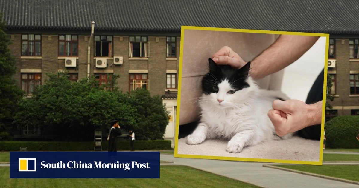 Top University Rejects ‘Gifted’ China Cat Killer Despite High Marks in Nuclear Science Entrance Exam