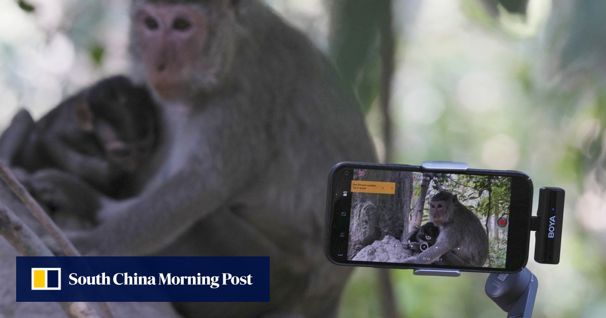 Cambodia probes YouTubers’ abuse of monkeys at Angkor Wat Unesco site: ‘needs boundary between human intervention in nature’