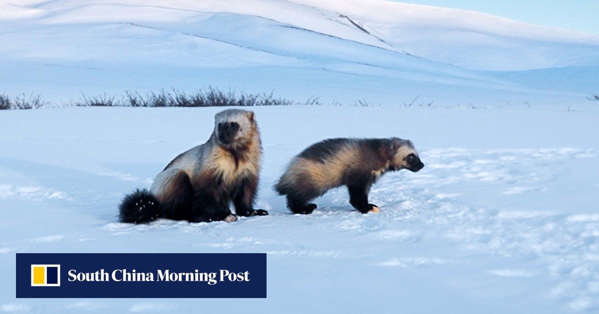 BBC Earth’s Mammals: David Attenborough on our wild relatives, from otters to wolverines, and how we affect their lives