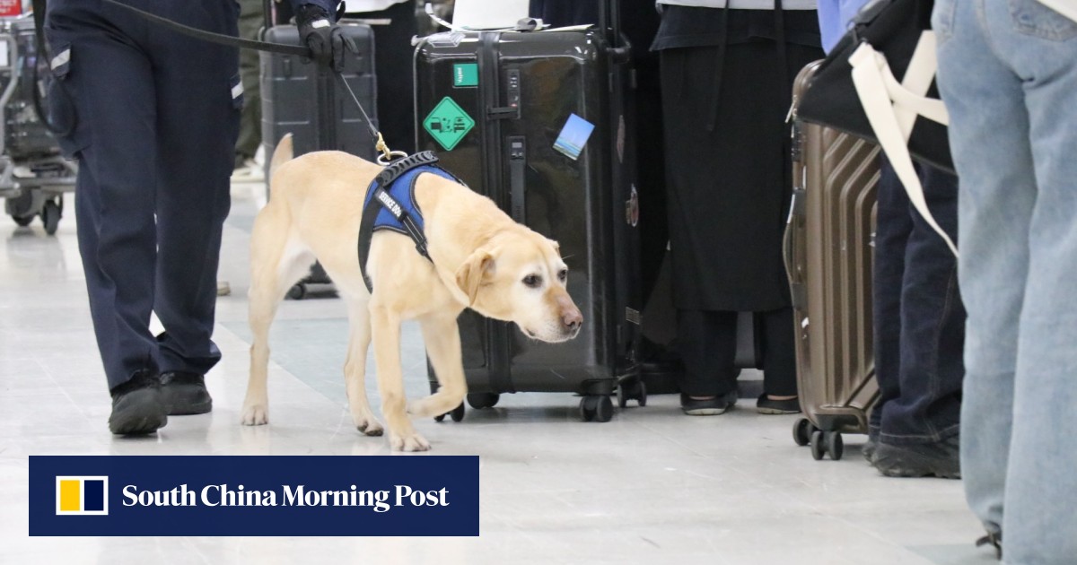 Japan’s ‘super’ sniffer dog Melba retires, counts US.8 million drug bust as biggest-ever case cracked