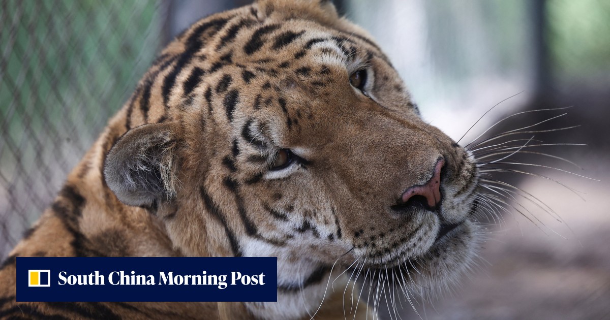 China's 4 new 'AI tigers' – Baichuan, Zhipu AI, Moonshot AI and MiniMax – emerge as investor favourites - Vimarsana News