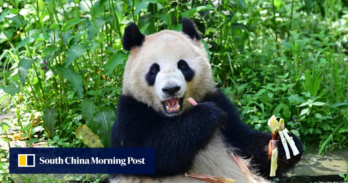 Chinese giant panda pair to take up residence in San Diego