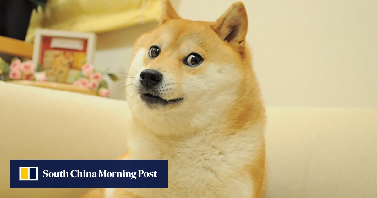 Dog behind the meme that launched Dogecoin is a shiba inu former rescue pup