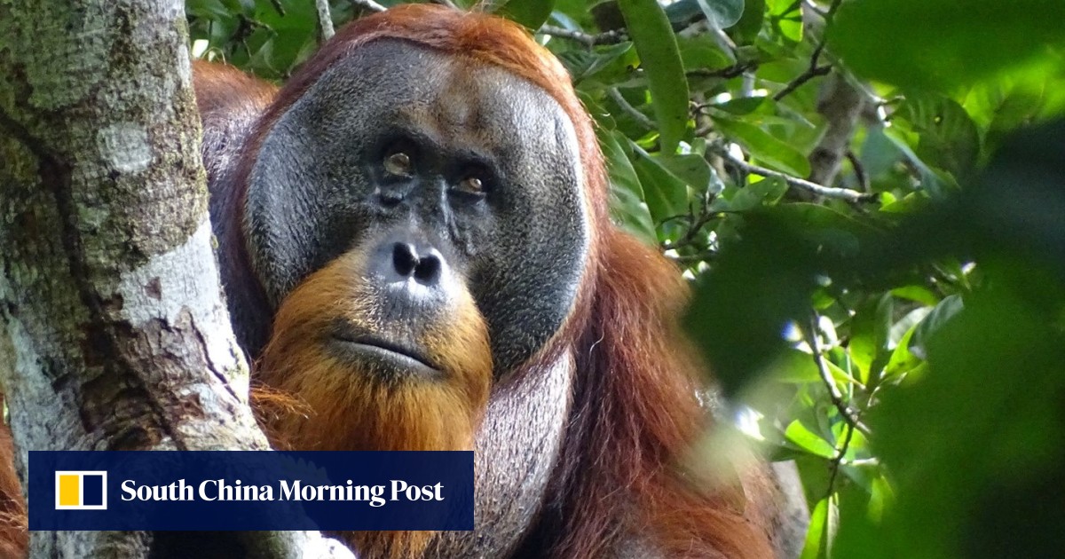 Wild orangutan seen using medicinal plant to treat wound, scientists say Wild orangutan seen using medicinal plant to treat wound, scientists say