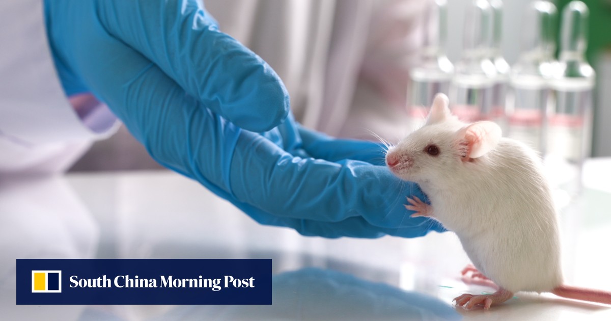 ¿Pueden las células cerebrales de ratón ayudar a que los órganos humanos crezcan en animales?  Un nuevo estudio proporciona evidencia
