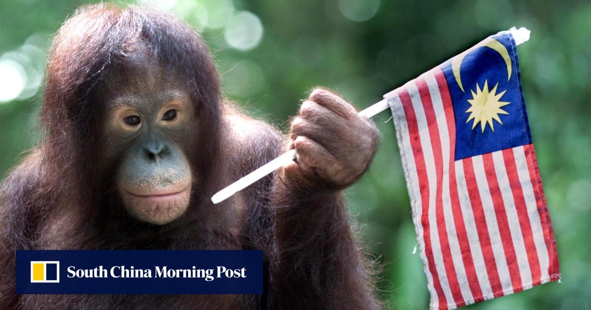 “猩猩外交”：马来西亚计划赠送类人猿以缓解棕榈油森林砍伐问题