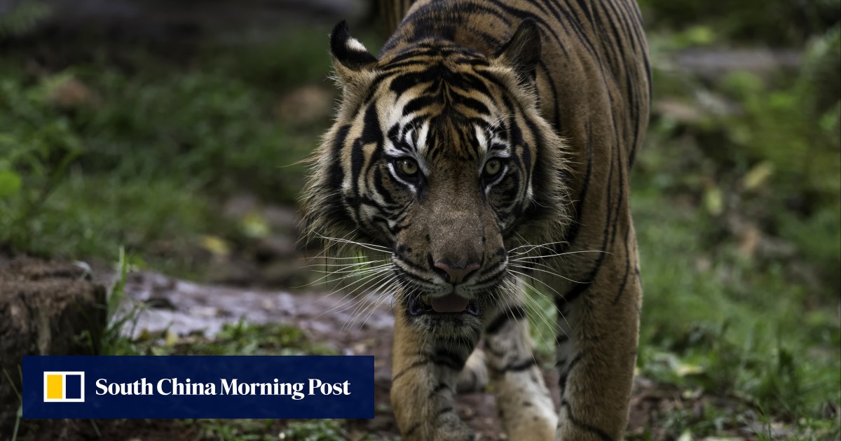 Seorang pria yang diduga diserang harimau di Indonesia telah mati dan perburuan terus berlanjut
