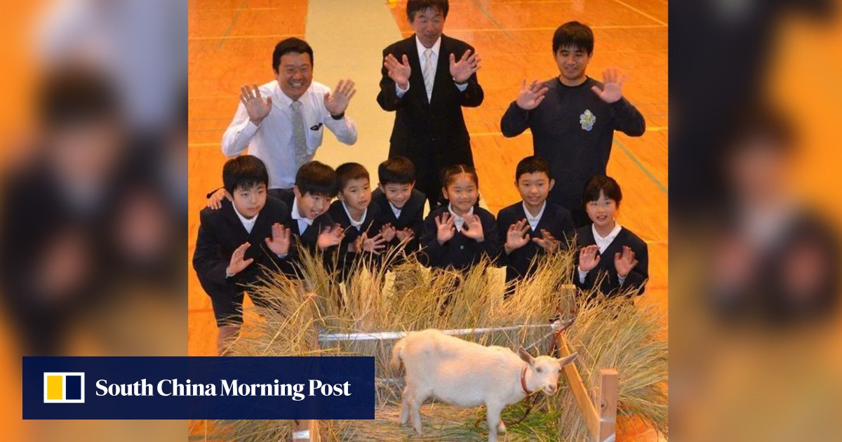 生徒数わずか 8 人の日本の小学校に子ヤギが生徒として加わり、子供たちを喜ばせる「活気のある雰囲気」が加わりました。