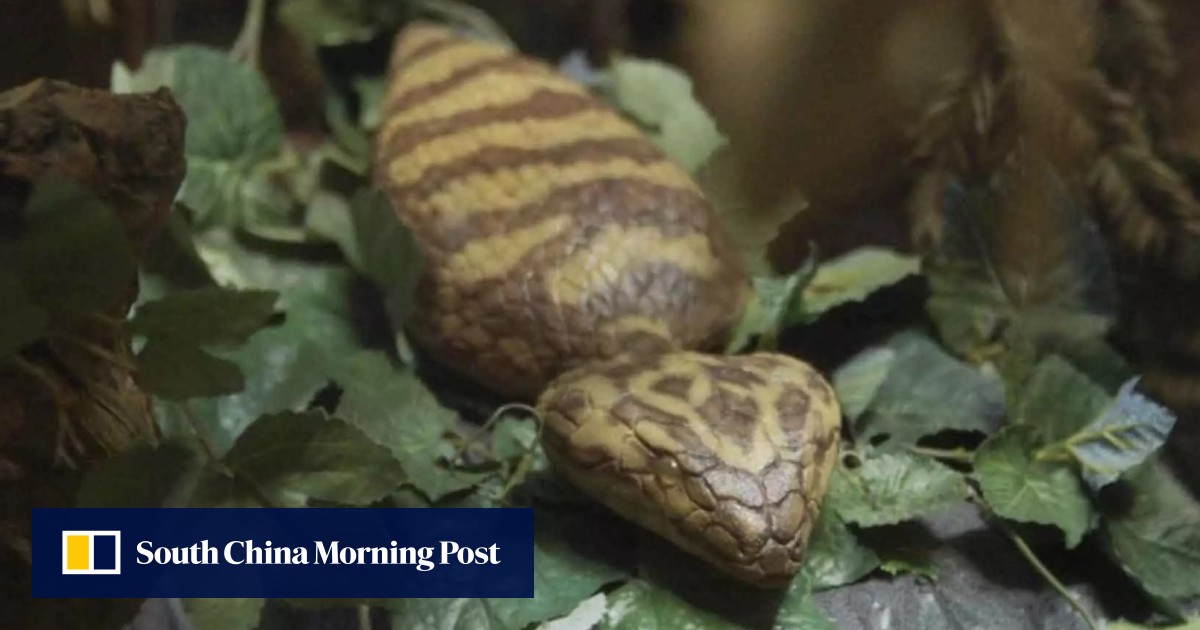 Mythical Japanese snake creature many villagers swear is real explored in new film that looks at how Japan has changed