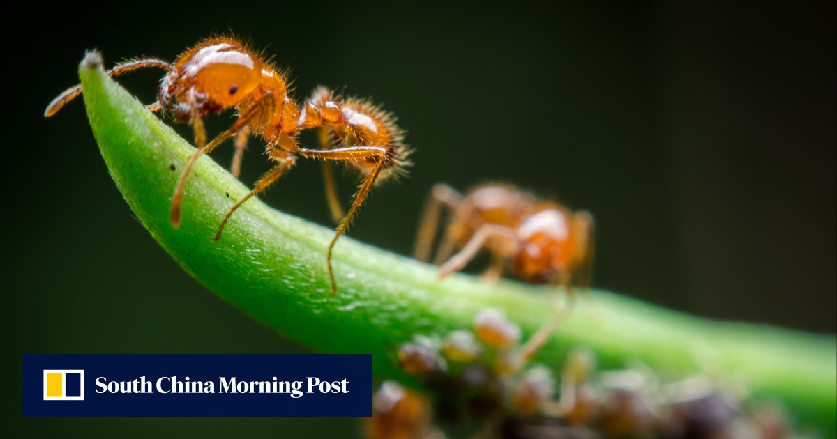 Japan tackles invasive fire ants in first colony found this year, in China shipment