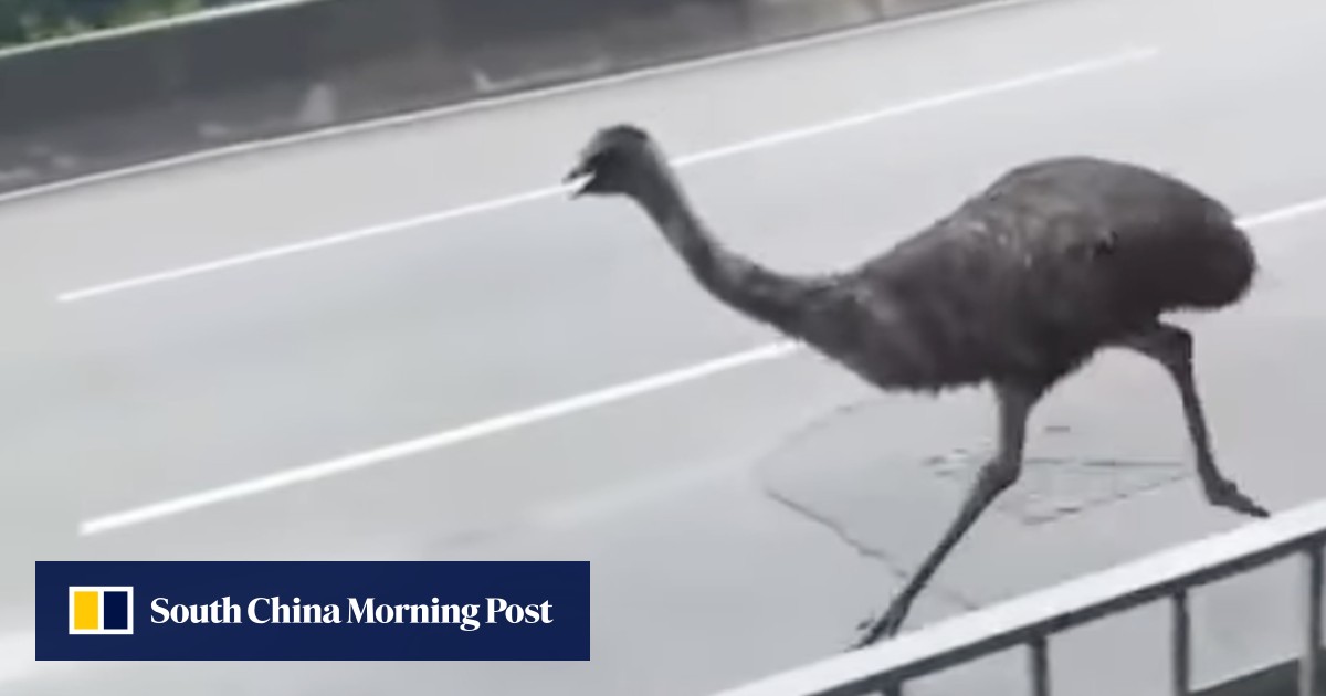 Hong Kong’s escaped emu: search still on for owner after bird captured following 3-hour chase on busy roads