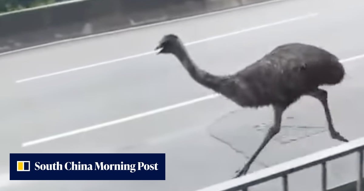 Chasing Emu Hong Kong’s escaped emu: search still on for owner after bird captured ...