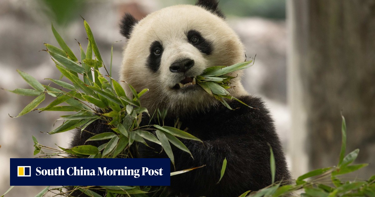 China sending pair of pandas to Washington's National Zoo by end of 2024 - Vimarsana News