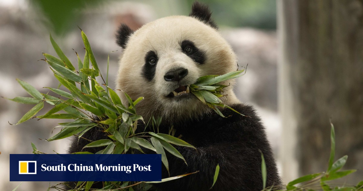 China sending pair of pandas to Washington’s National Zoo by end of 2024