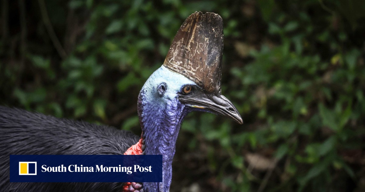 Australia’s ‘dinosaur’ bird, the fearsome cassowary, stares down extinction