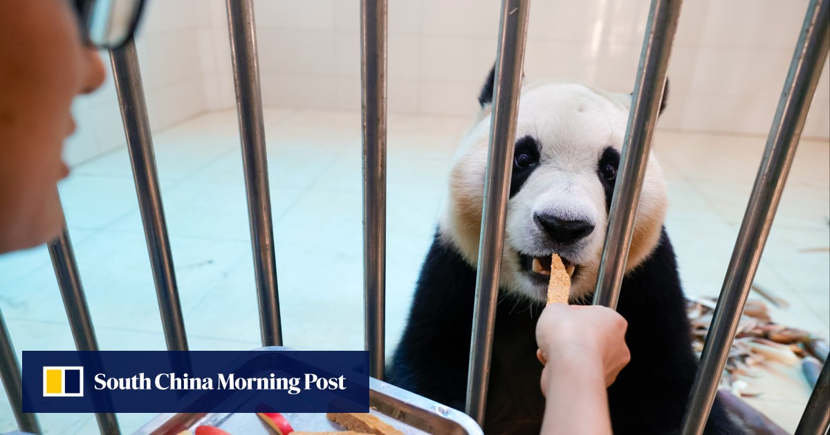 중국판다센터, 한국산 곰 푸바오 학대 의혹 부인 중국판다센터, 한국산 곰 푸바오 학대 의혹 부인