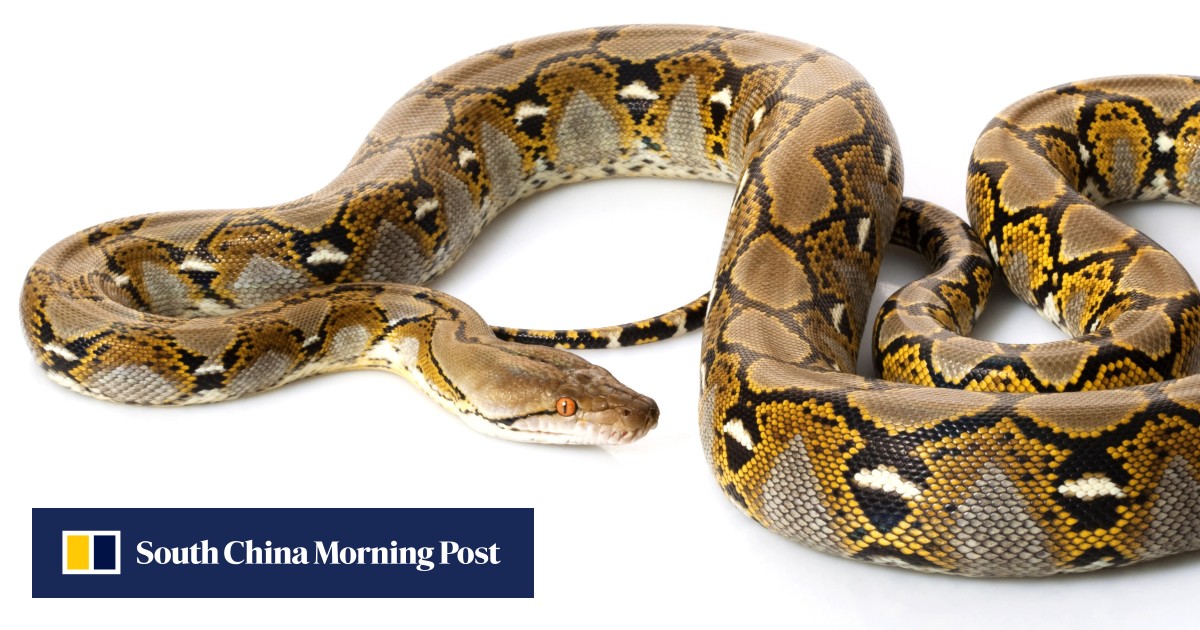 Python swallows woman whole in Indonesia