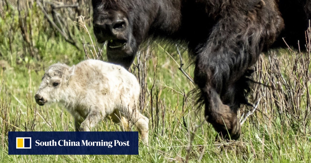 Yellowstone visitors hope to glimpse rare white buffalo from Native American prophecy