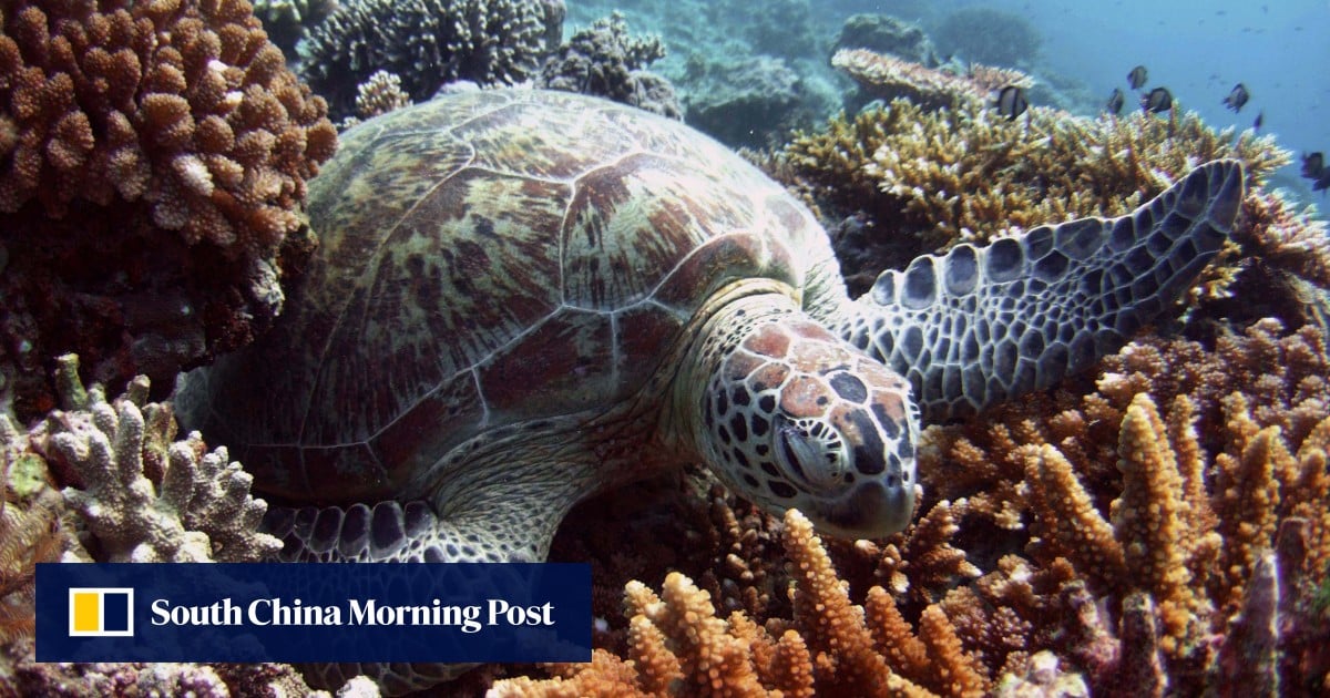 马来西亚珊瑚礁面临灭绝风险,大部分已白化 马来西亚珊瑚礁面临灭绝风险,大部分已白化