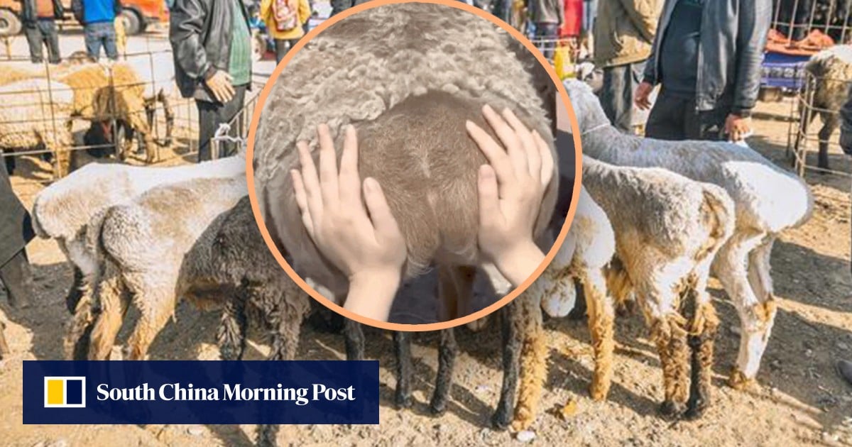 China youth engage in peculiar stress-relief trend of touching buttocks of sheep