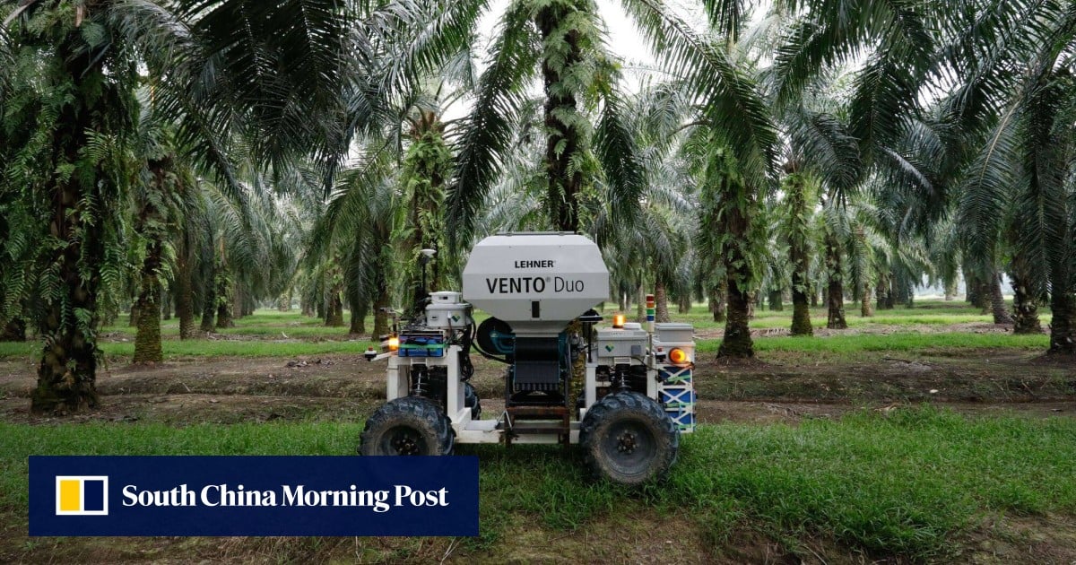 马来西亚棕榈种植园因劳动力短缺而陷入困境,机器人承担了最脏的工作 马来西亚棕榈种植园因劳动力短缺而陷入困境,机器人承担了最脏的工作