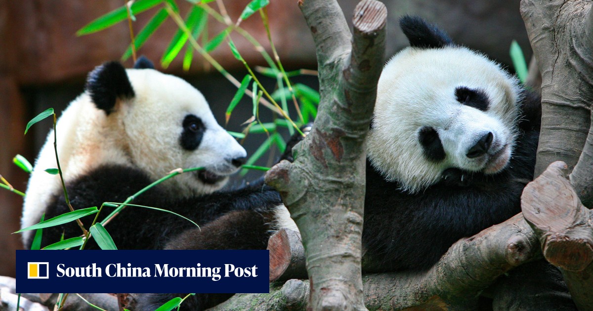 北京、香港返還記念日7月1日を記念してジャイアントパンダ2頭を贈呈