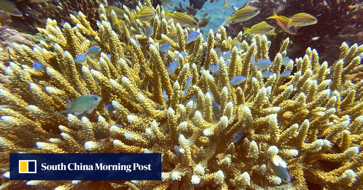 Indonesia and US seal US million coral reef debt swap