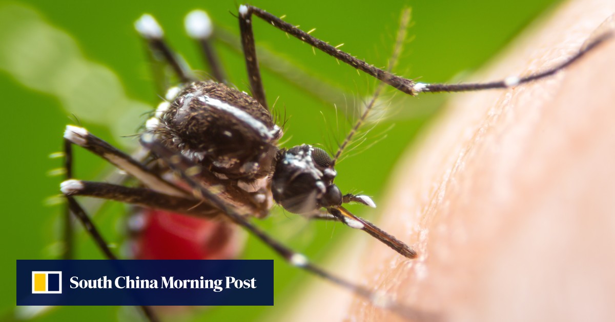 Hong Kong logs 37 dengue cases including 3 local infections – Technologist