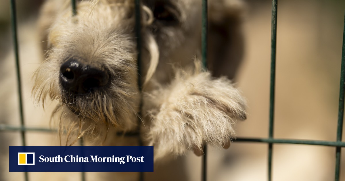 Turkey to regulate stray dog population, raising fears about mass killings: ‘this spells death’
