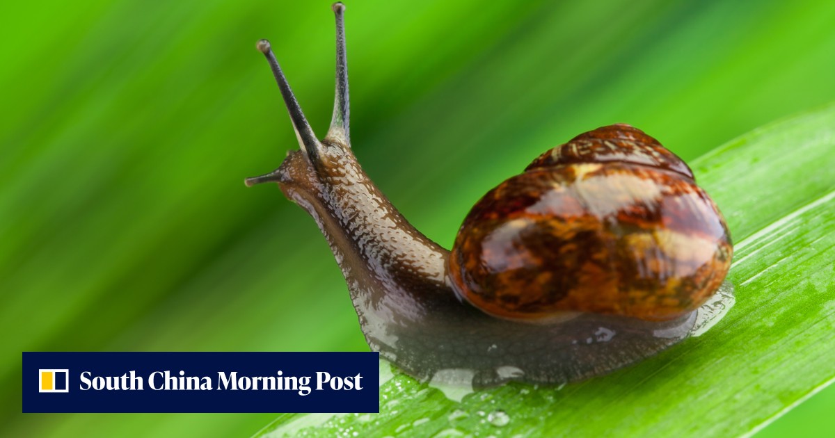 Snail shells, a ‘once-in-a-millennium’ storm and what it all means for ...