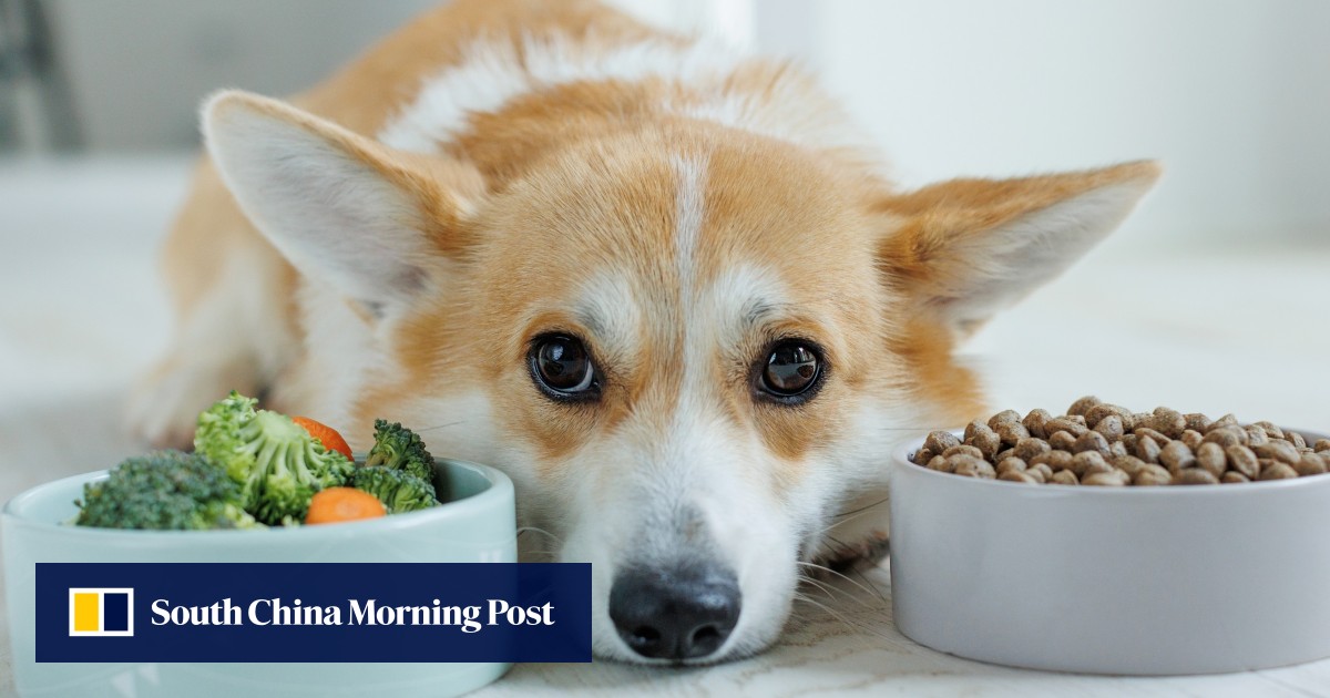 Dog essentials for new pet owners, from beds to food to toys – and health insurance