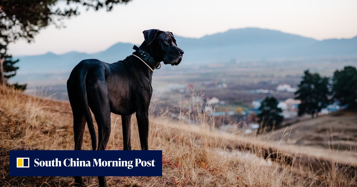 25 Great Danes linked to fatal dog attack in northern California ...