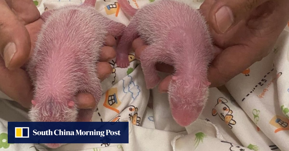 Oldest Panda Ying Ying Gives Birth to Twins
