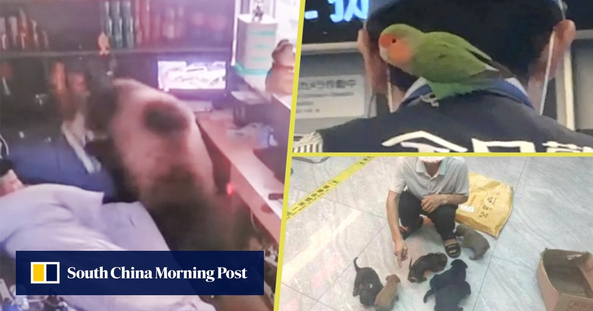 Weird news: bear gets cool hotel reception, parrot boards train, puppy thief plays it cute