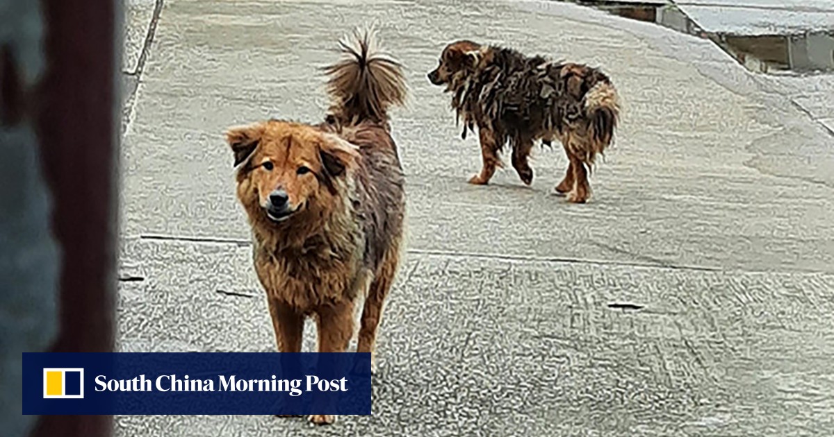 Hong Kong police arrest two people for alleged dog cruelty near a Buddhist monastery