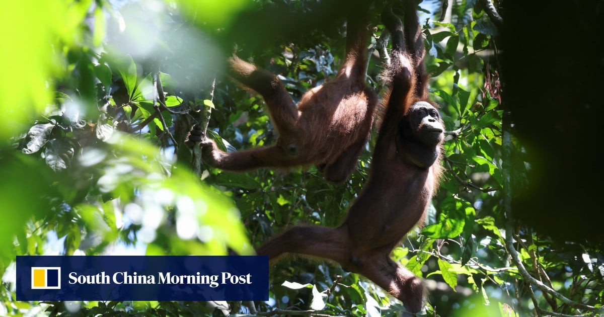 马来西亚重新考虑猩猩外交 放弃向国外运送类人猿 马来西亚重新考虑猩猩外交 放弃向国外运送类人猿