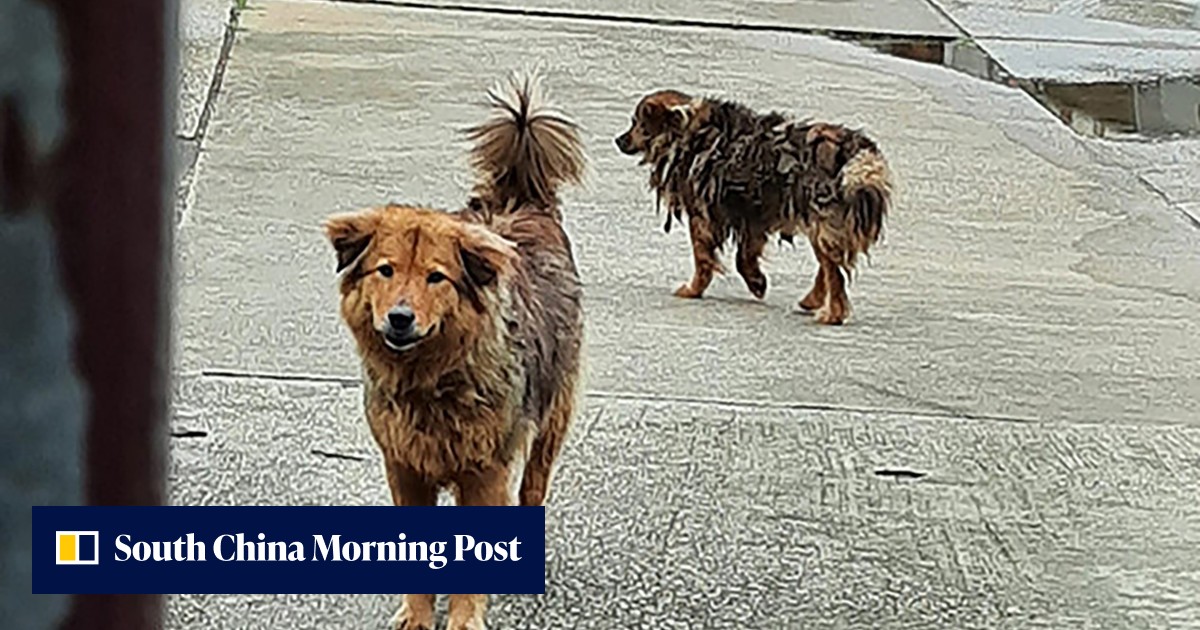 Hong Kong monastery suspends kitchen staff suspected of kidnapping, abandoning 2 dogs