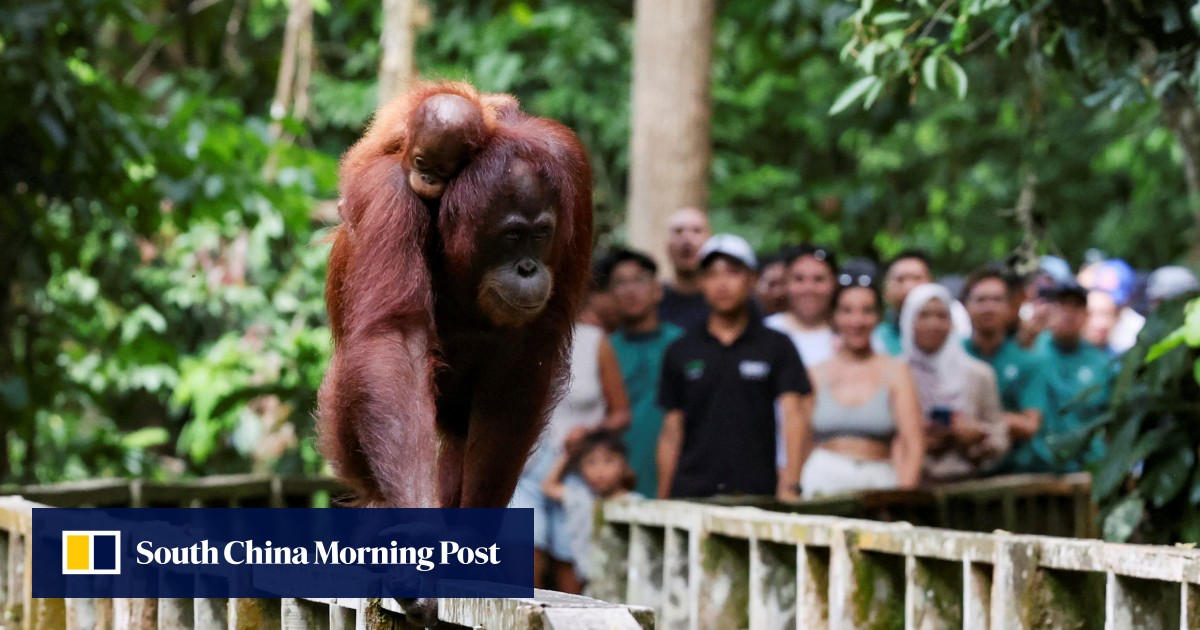 Malaysia receives praise for turnaround in “orangutan diplomacy” and focus on species conservation