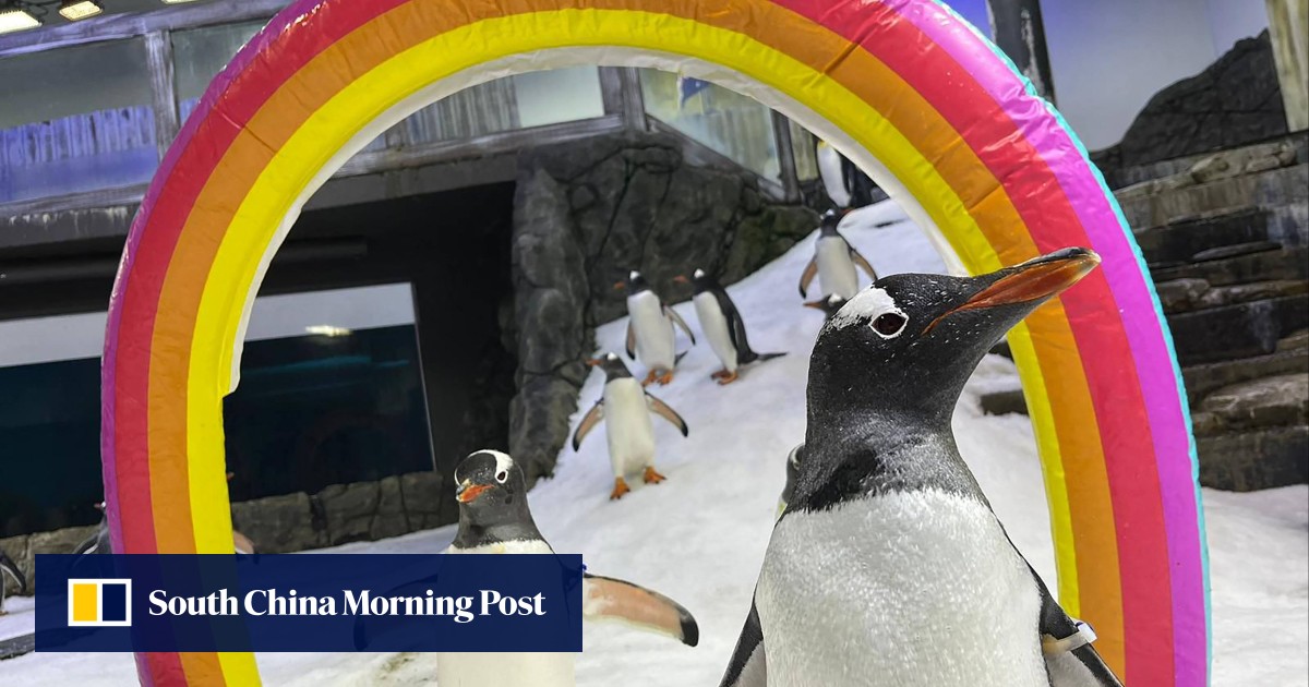 Australian penguin dies, ends famous ‘same-sex power couple’