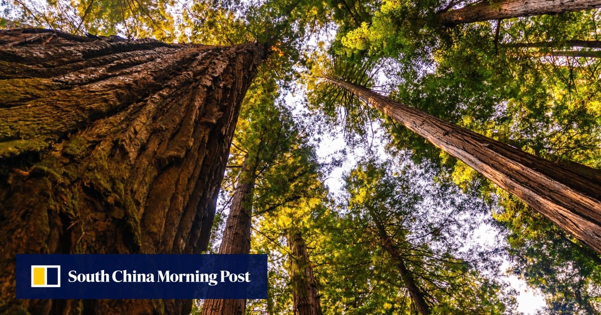 How 2 of the world’s biggest and oldest trees fell victim to man’s greed