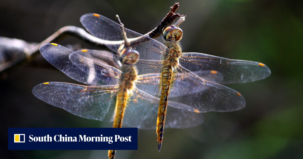 Eating insects in Japan included dragonflies, a tradition that ...