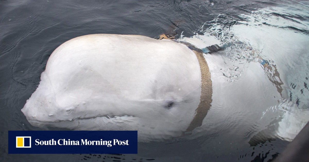 「ロシアのスパイ」クジラがノルウェー沖で死んでいるのが発見される