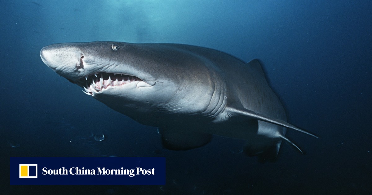 Why are people afraid of sharks even though there are very few fatal attacks in real life?